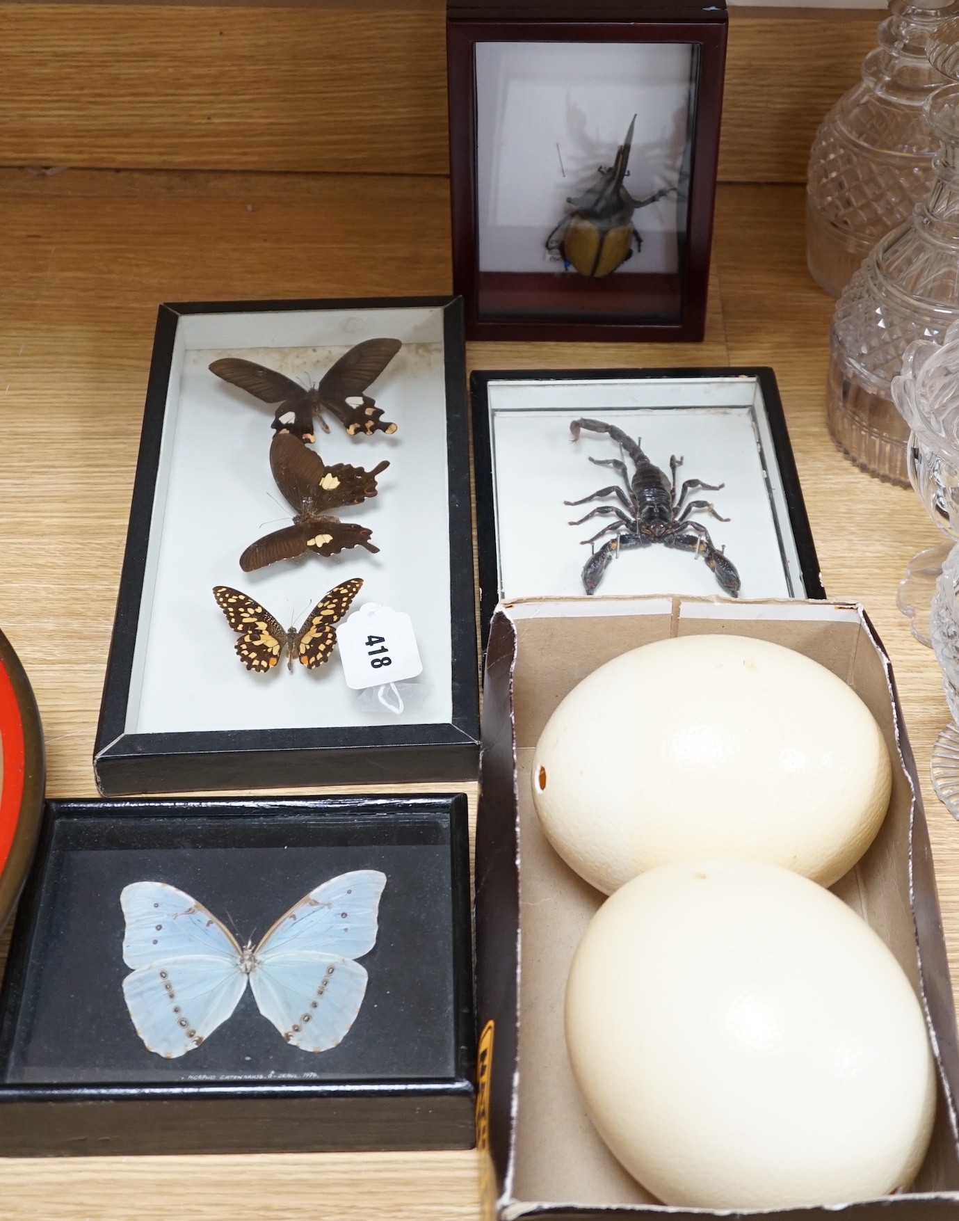 Two cased taxidermic butterflies, stag beetle, one other beetle and two ostrich eggs